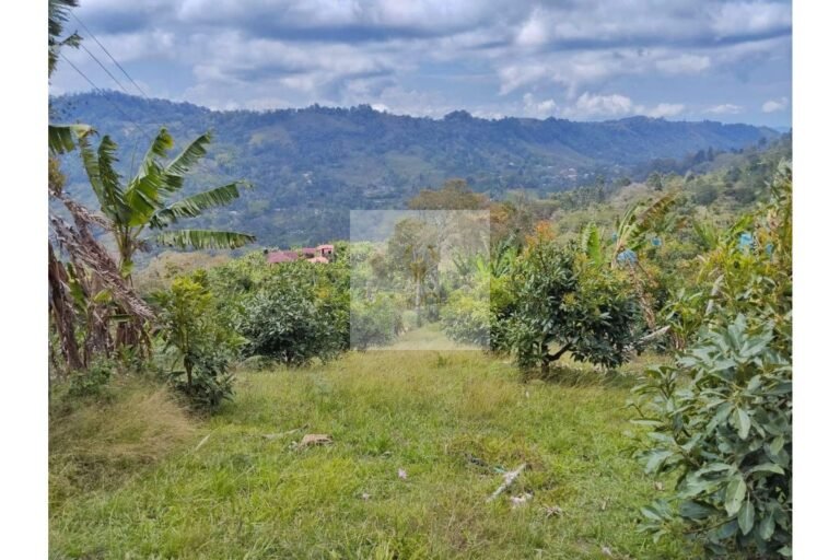UrbanLex vende finca productiva área 37.440m2 $750Millones