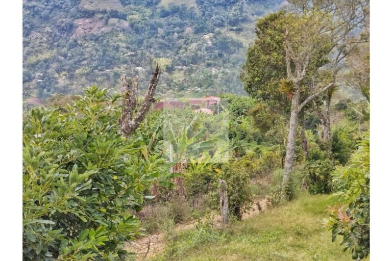 UrbanLex vende finca productiva área 37.440m2 $750Millones