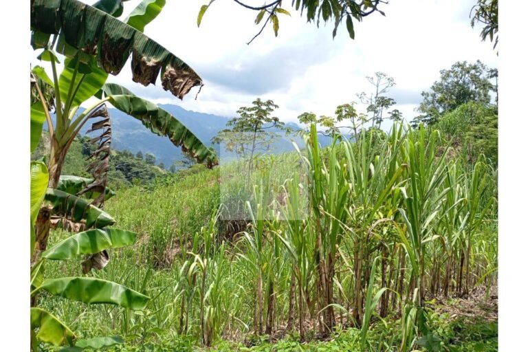 Vende lote Guayabal de Síquima, UrbanLex área 38.682m2 $550 Millones