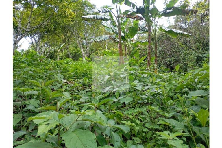 Vende lote Guayabal de Síquima, UrbanLex área 38.682m2 $550 Millones