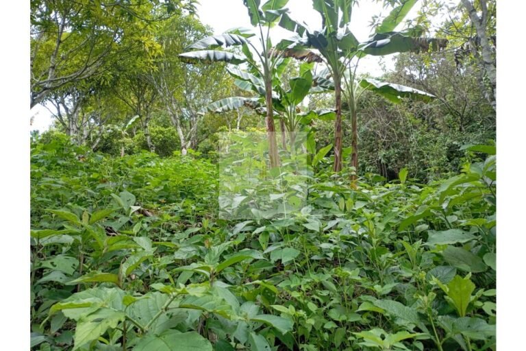 Vende lote Guayabal de Síquima, UrbanLex área 38.682m2 $550 Millones