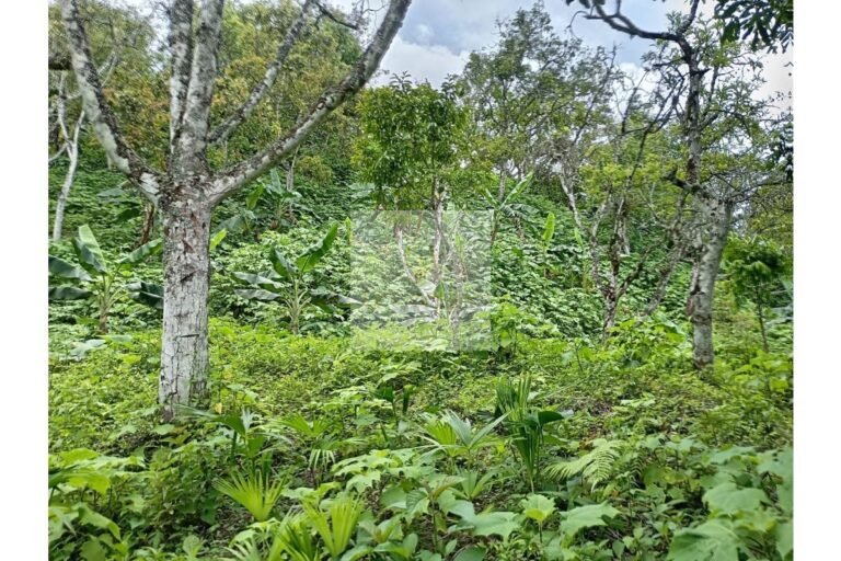 Vende lote Guayabal de Síquima, UrbanLex área 38.682m2 $550 Millones